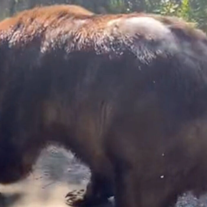 Fattest bear Bear 747