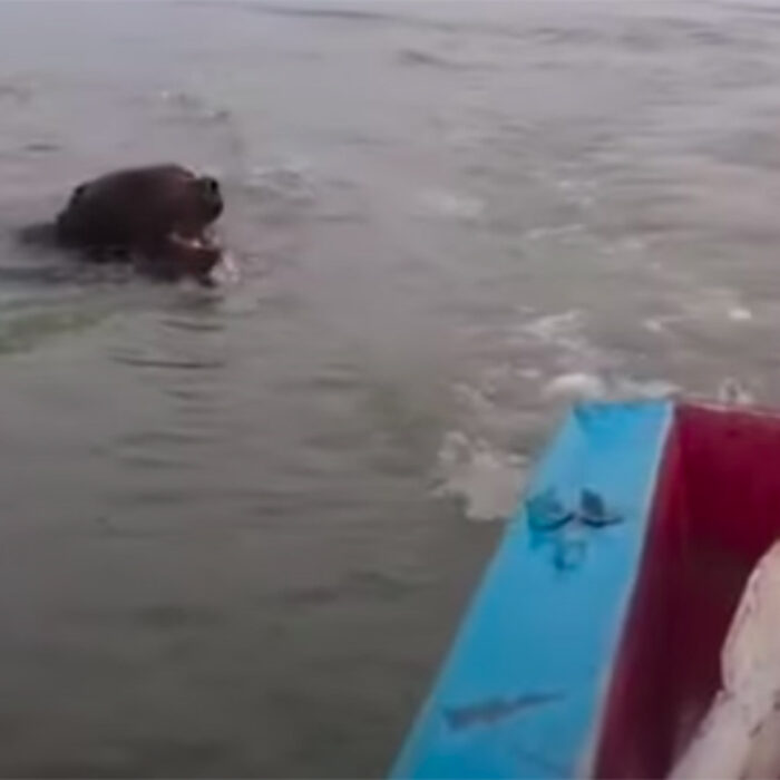 You Have to Hear This Bear Roar at a Passing Boat
