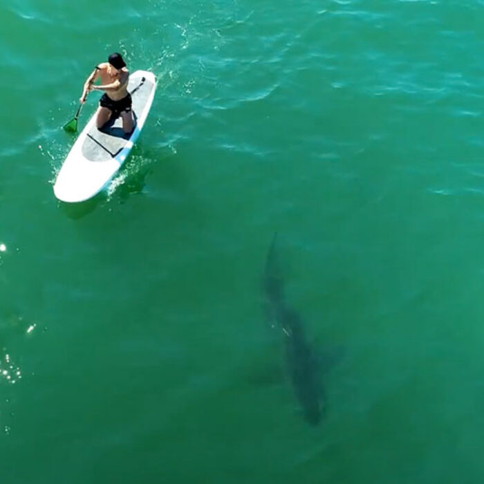 Orlando Bloom sees great white shark