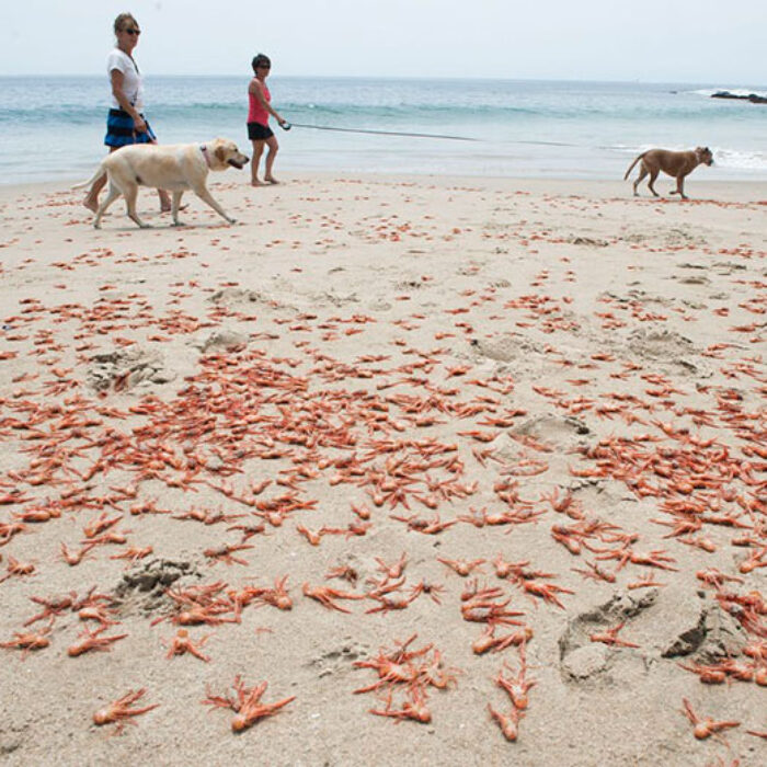 Red crabs