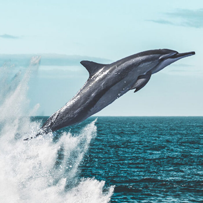 Spinner dolphins leaping out of the water.