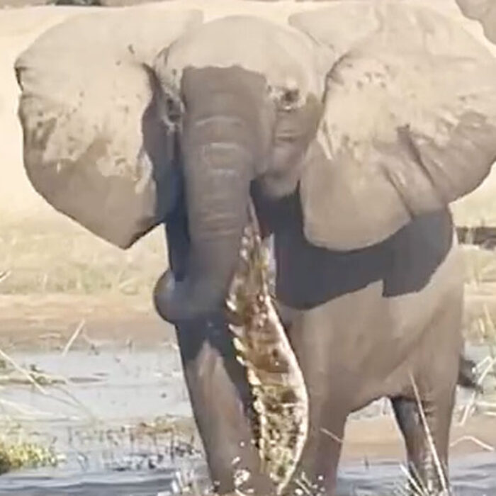 African elephant kills crocodile