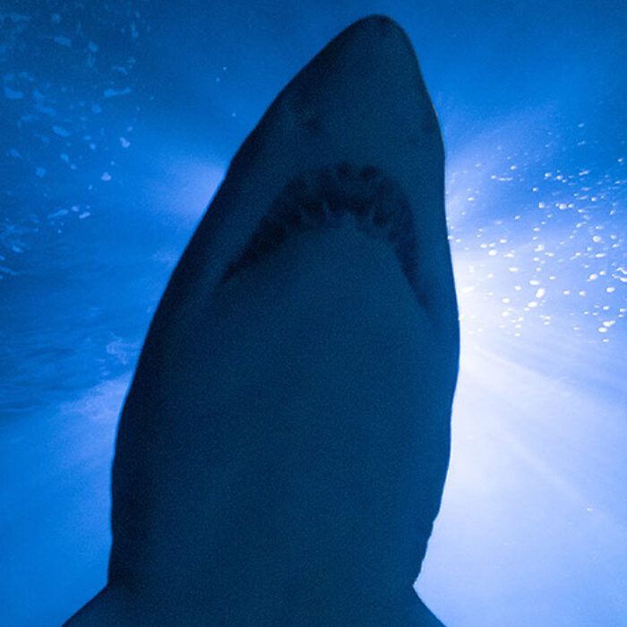 great white shark from below