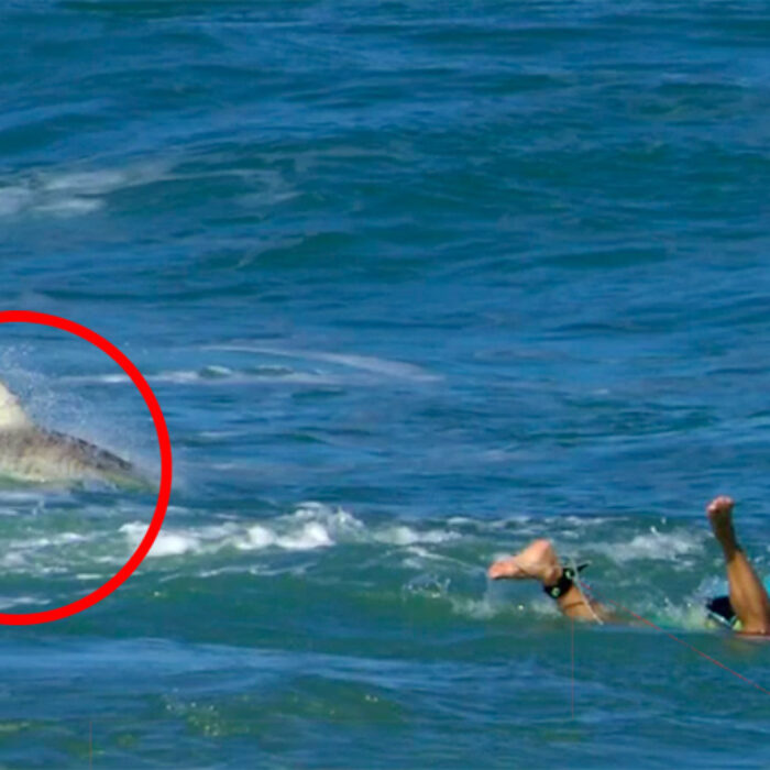 Florida Surfer Talks About Being Surrounded by Sharks at Sebastian Inlet