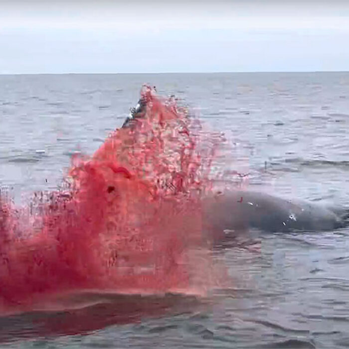 Whale carcass explosion in Tomales Bay, California