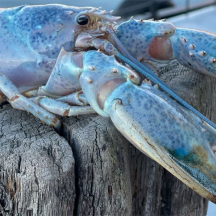 Haddie the blue lobster