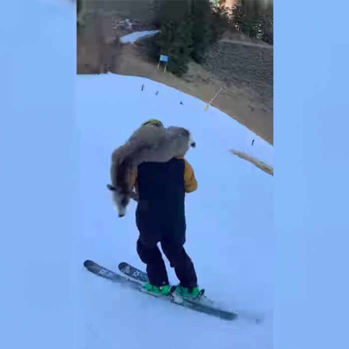 Skier Hits (and Kills) Deer at Sun Valley, Then Skis It Off the Mountain on Shoulders