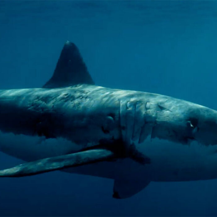 Great White shark