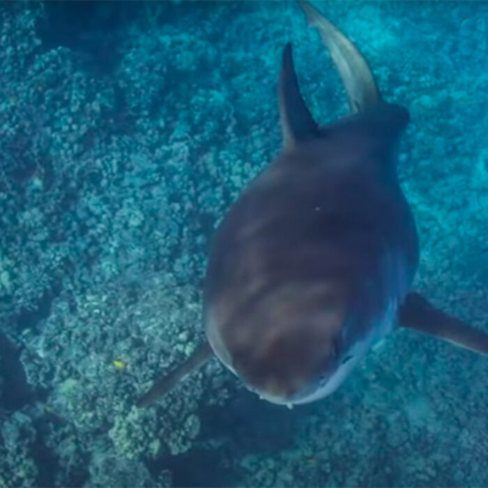 Photographer Has Rare Run In With 15-Foot Great White Shark In Hawaii