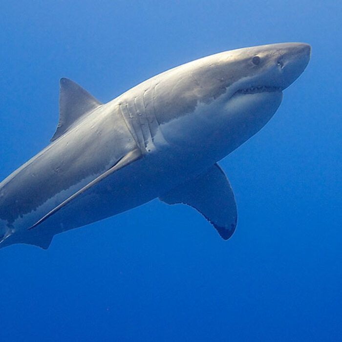 Great White Shark