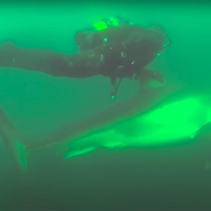 This Diver Claims a Great White Protected Him From Other Sharks