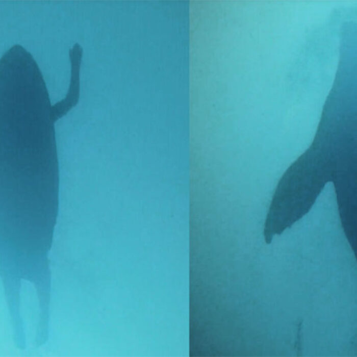 Great white shark and surfer