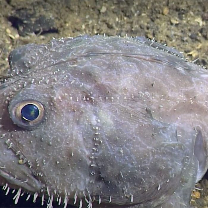 Anglerfish