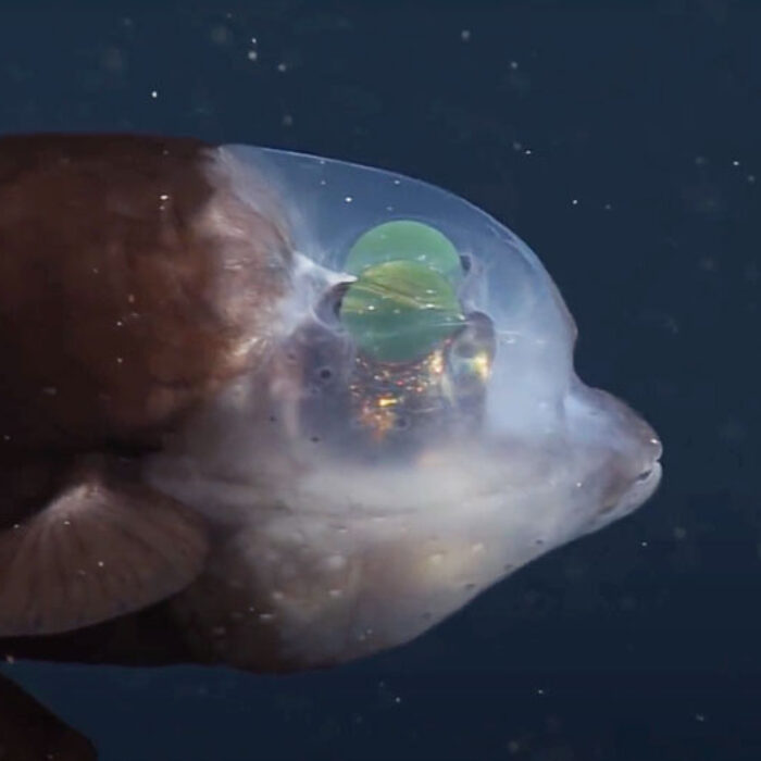 Barreleye fish