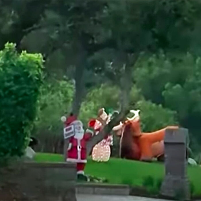 This Bear Attacked an Inflatable Reindeer in California