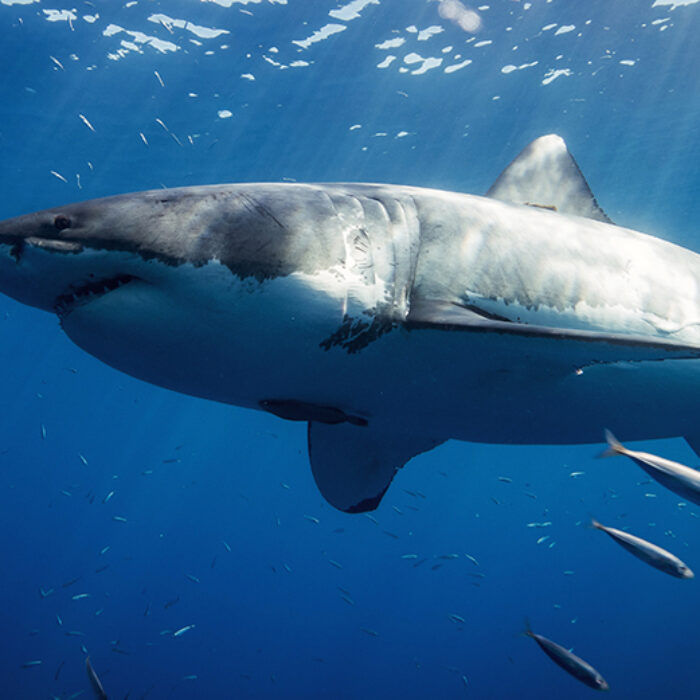 You Surf, Sharks Exist: Here’s What You Can Do About It