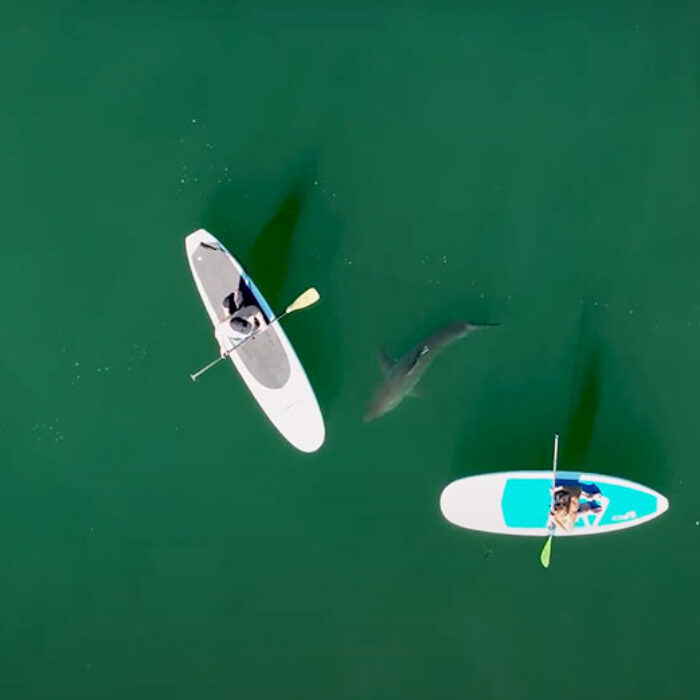 great white shark