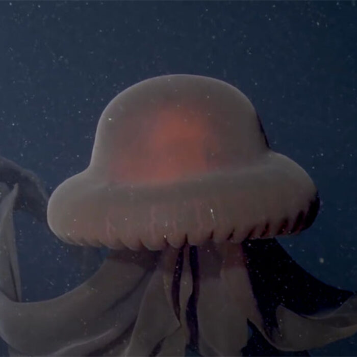 Giant phantom jelly in Monterey Bay