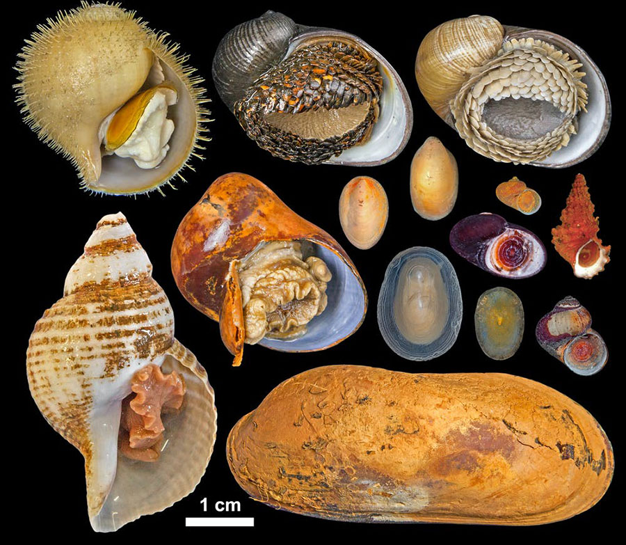 Deep sea vent molluscs 