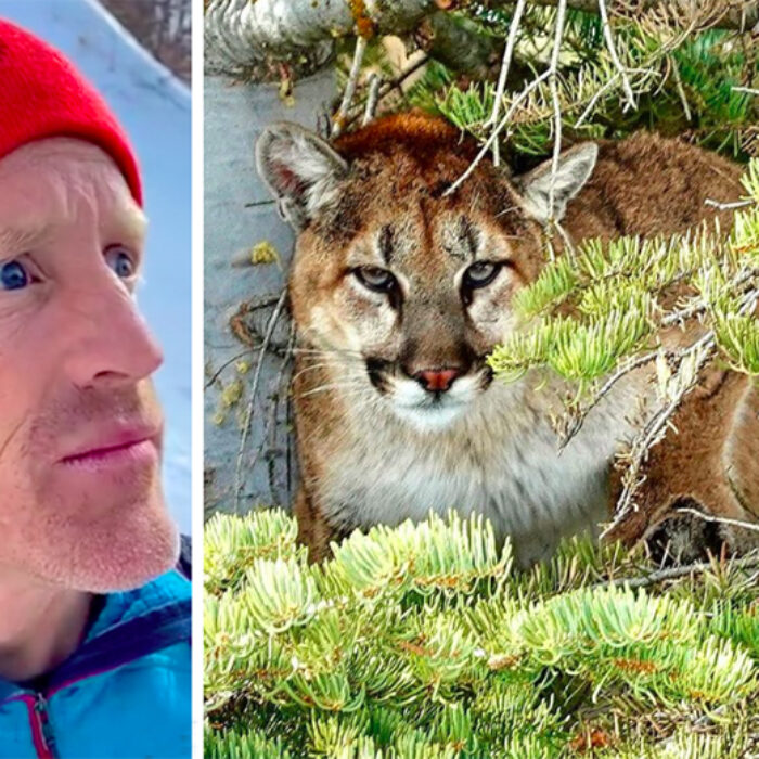 Backcountry Skier Captures Light-Hearted Footage of Mountain Lion Sizing Him Up