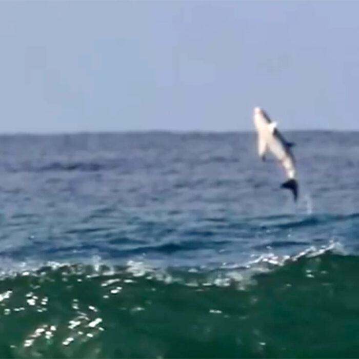Watch This Healthy Great White Shark Breach at a San Diego County Surf Break