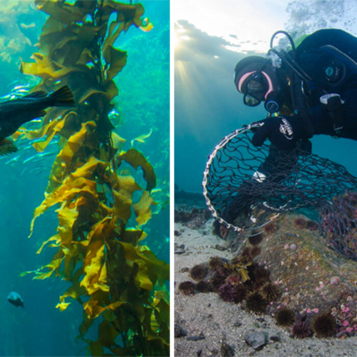 Urchinomics: Restoring Kelp Forests Through Responsible Urchin Ranching