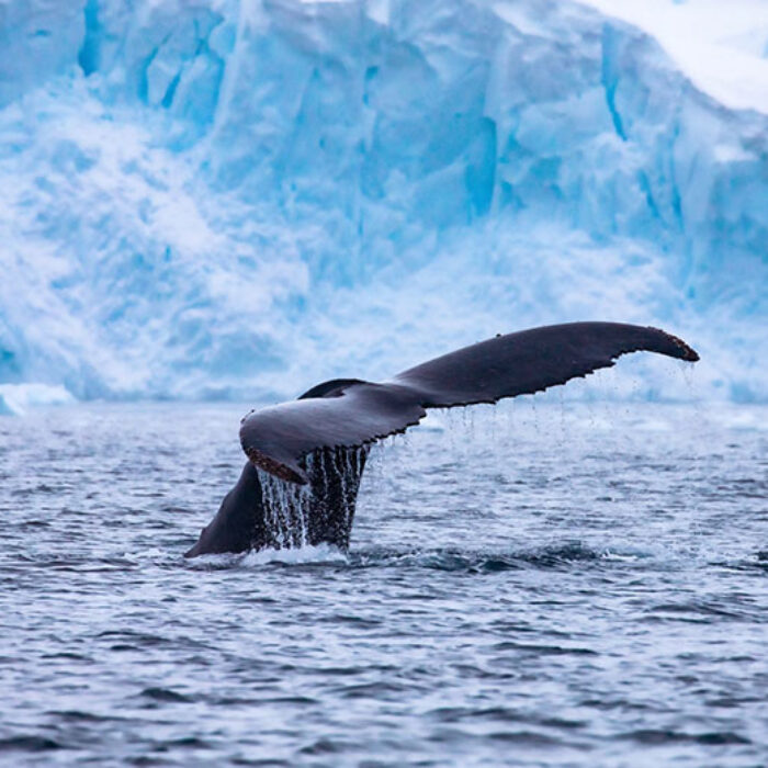Mass extinction in oceans with whale