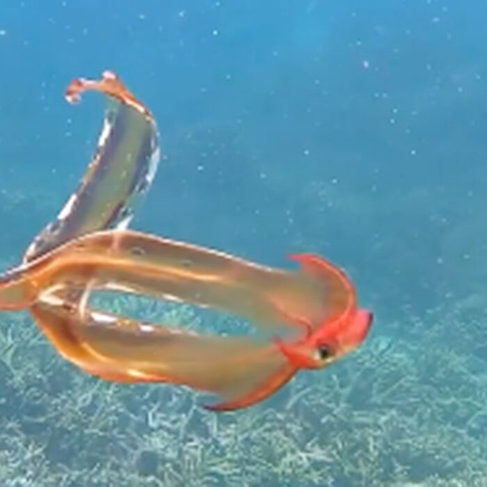Blanket octopus