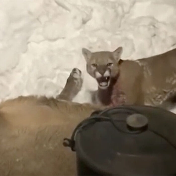 Cougar eating elk