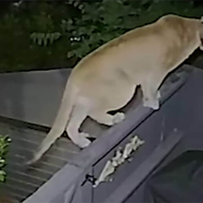 Have a Gander at This Giant Mountain Lion Stalking the Hollywood Hills