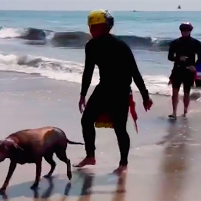 Dog Rescued by L.A. County Lifeguards Swimming 600 Yards Off Shore