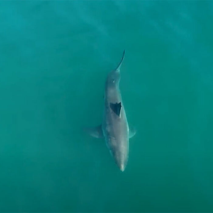Great white shark in California