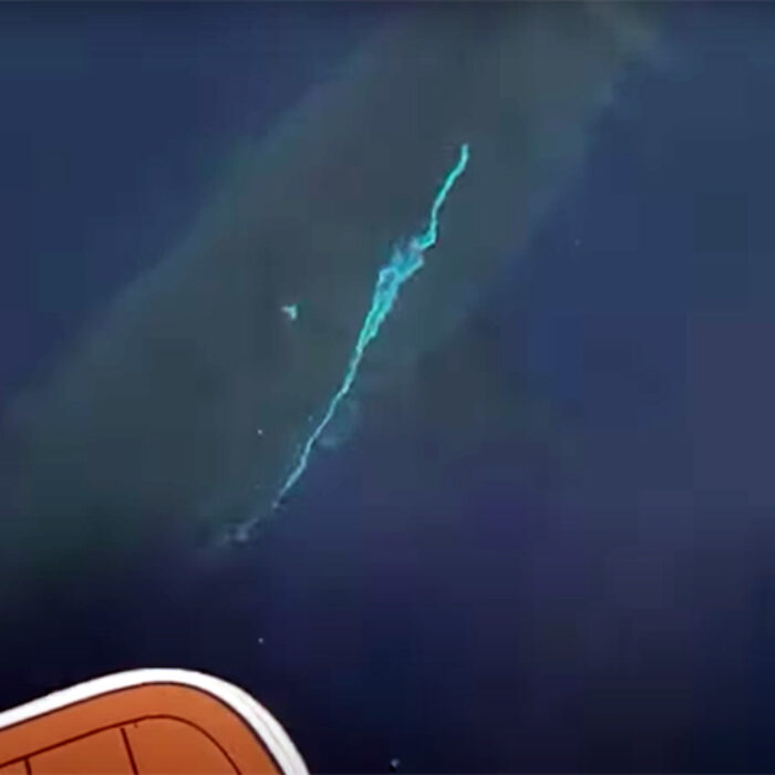 This Guy Filmed a Great White He Says Was 'as Big as His Boat' Off Catalina Island