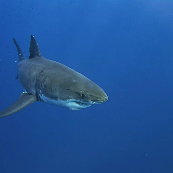 Great white shark swimming