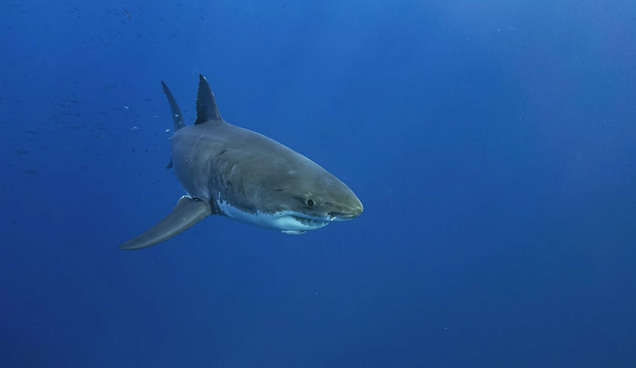 Great white shark swimming