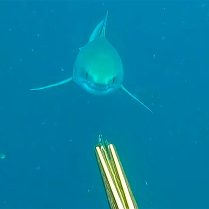 This Spearfisherman in North Carolina Came Face to Face With a Great White Shark