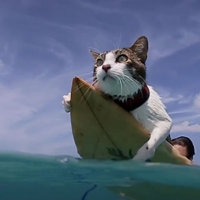 surfing cat