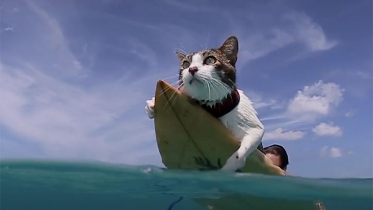surfing cat