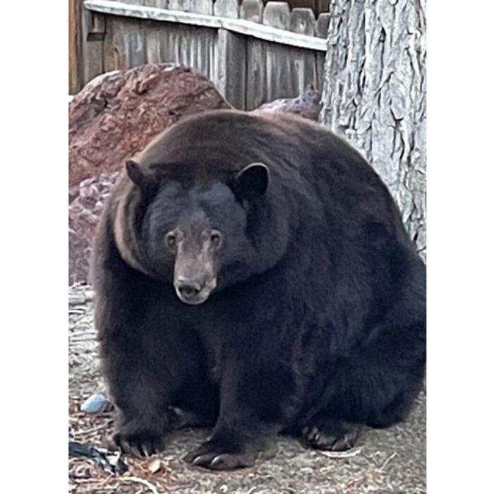 South Lake Tahoe bear