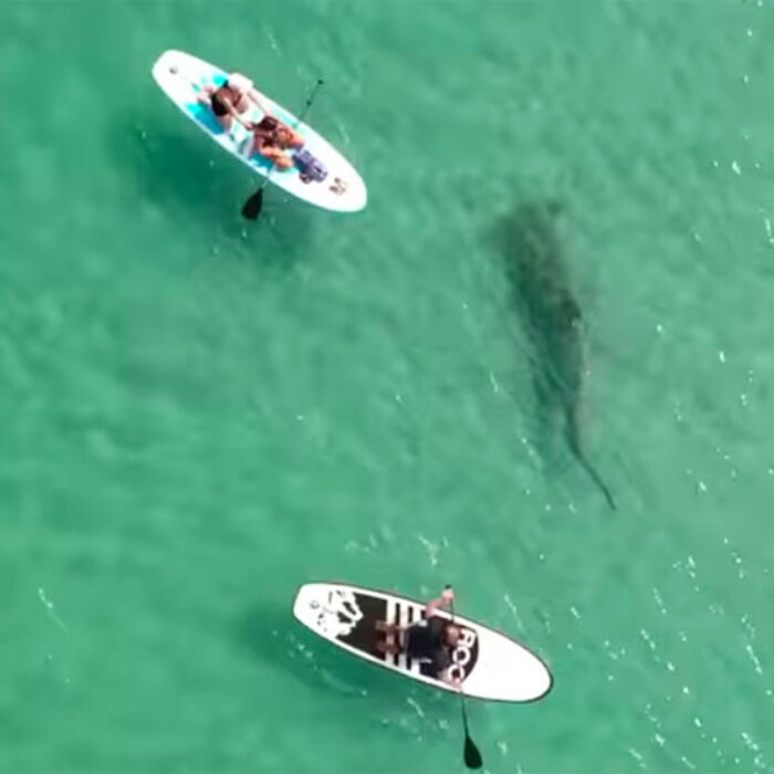 Drone Operator Captures Footage of Hammerhead Shark Checking Out SUPs