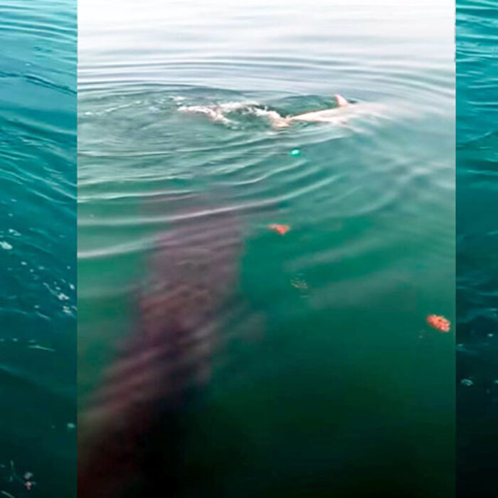 10-Year-Old Films Massive Hammerhead Shark Attacking Tarpon on Fishing Line