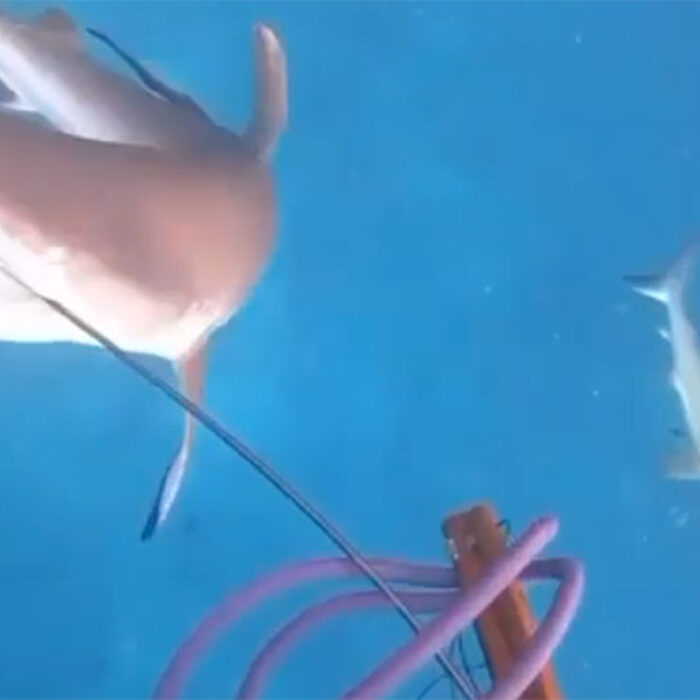 sharks attacking spearfisherman
