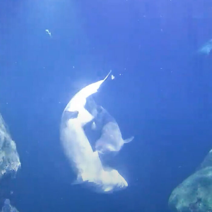 Tiger sharks mating