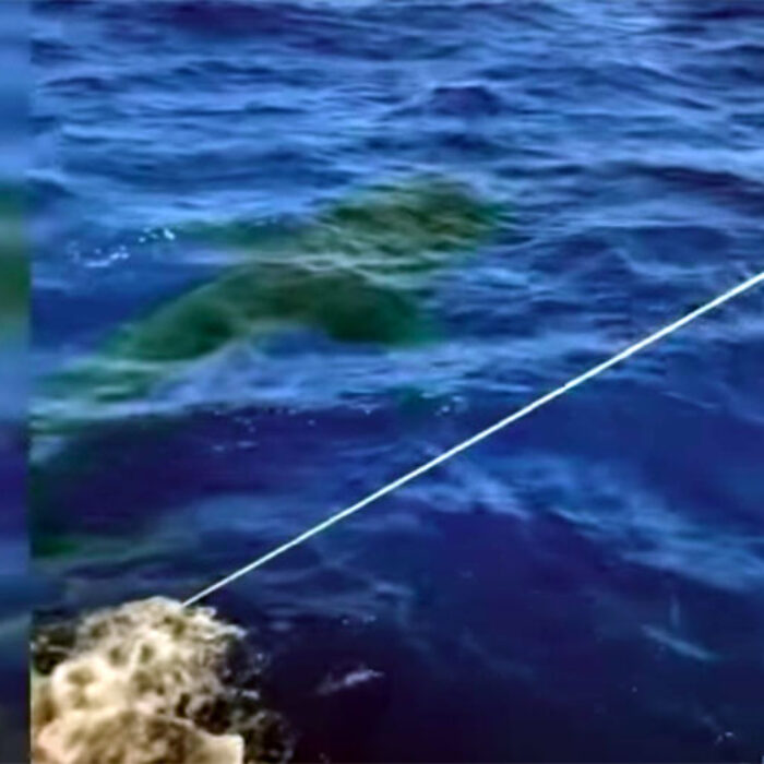 Giant Great White Shark Nabs 100-Pound Tuna Off Fishing Line Miles Off Waikiki