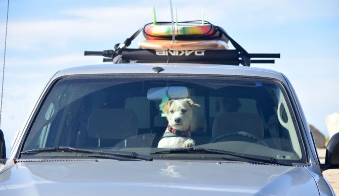 adventure dog car shot