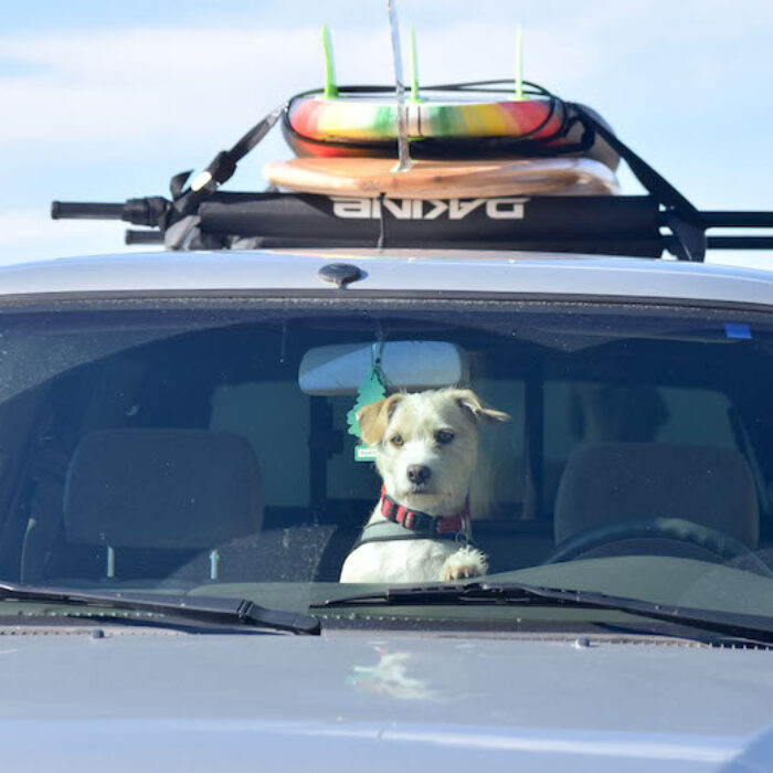 adventure dog car shot
