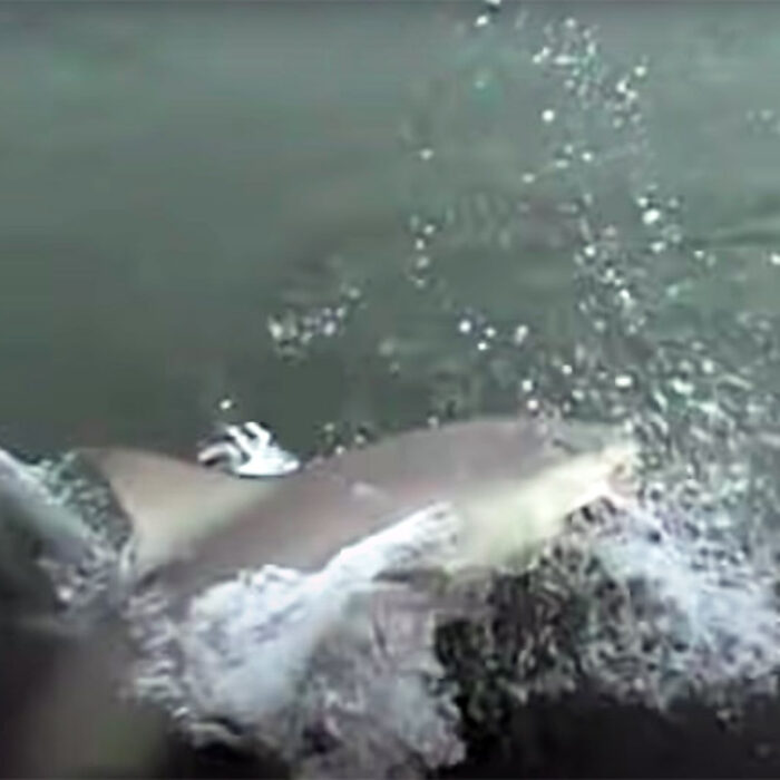 Watch a Fat Bull Shark Nab a Catch Off a Fisherman's Line in a South Carolina River