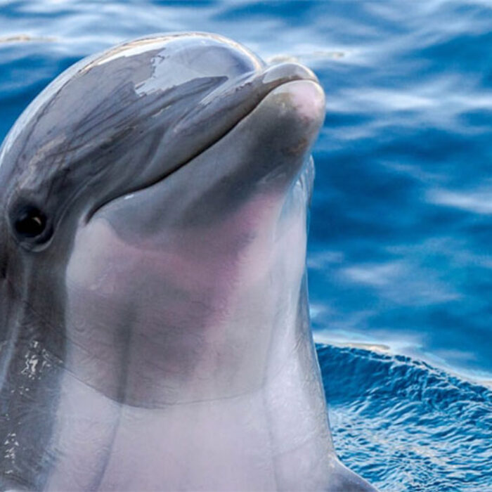 dolphin speaking porpoise