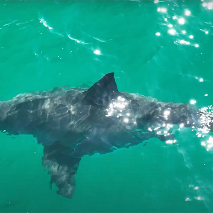 pregnant great white shark
