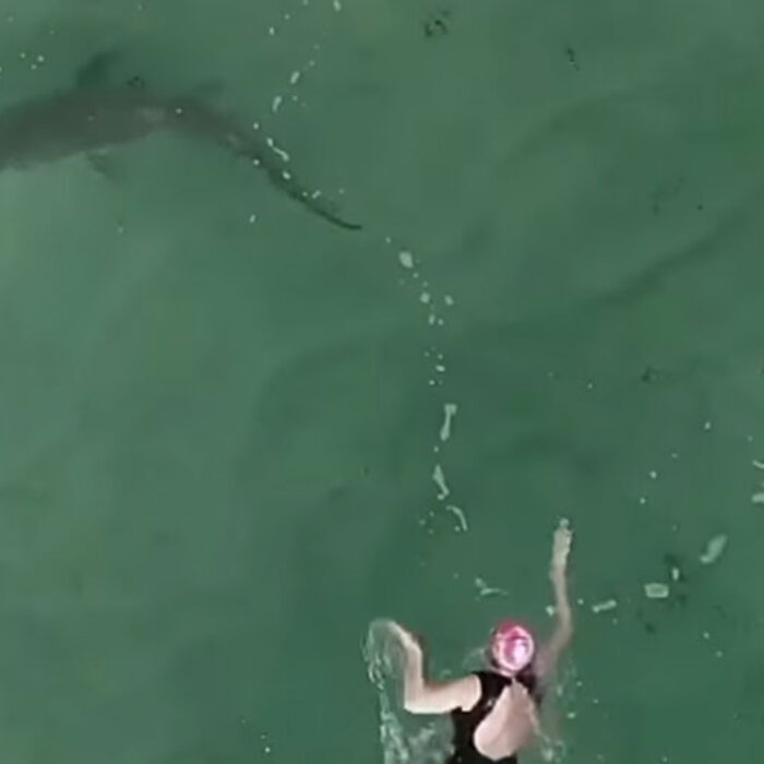 Drone shark app